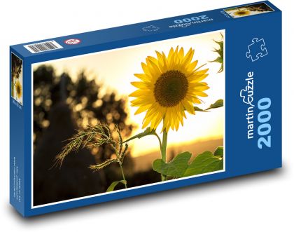 Slunečnice - květinové pozadí - Puzzle 2000 dílků, rozměr 90x60 cm