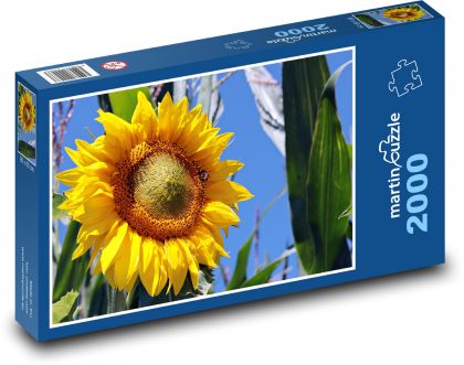 Žlutá slunečnice  - puzzle 2000 dílků