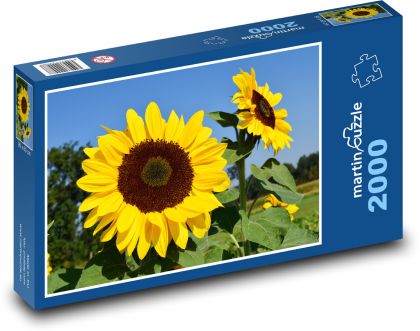 Sonnenblumen - gelbe Blumen - Puzzle - 2000 Teile