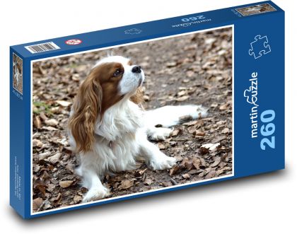 Kavalier King Charles Spaniel - priateľský psík - Puzzle 260 dielikov, rozmer 41x28,7 cm