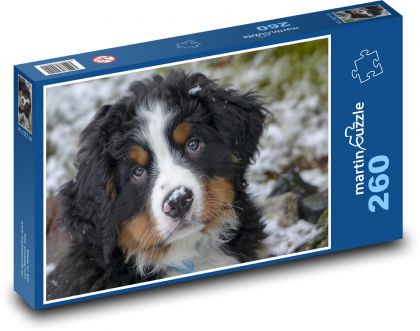 Uroczy berneński szczeniak górski - Puzzle 260 elementów, rozmiar 41x28,7 cm