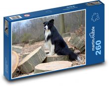 Border Collies im Wald Puzzle 260 Teile - 41 x28,7 cm