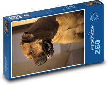 Portret psa w pomieszczeniu Puzzle 260 elementów - 41x28,7 cm