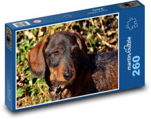 Černohnědý jezevčík - pes Puzzle 260 dílků - 41 x 28,7 cm