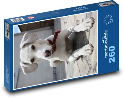Labrador puppy on the terrace - Puzzle 260 pieces, size 41x28.7 cm 
