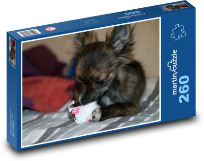 Hund - Chihuahua spielt mit Spielzeug - Puzzle - 260 Teile