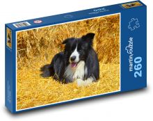 Border kolie na slámě Puzzle 260 dílků - 41 x 28,7 cm