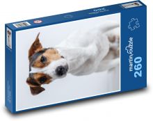 Ciekawski pies z czarnobrązową głową Puzzle 260 elementów - 41x28,7 cm