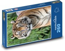 Zvedavý tiger v tráve Puzzle 260 dielikov - 41 x 28,7 cm 