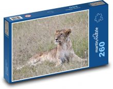 Zvyšok levice v savane Puzzle 260 dielikov - 41 x 28,7 cm 