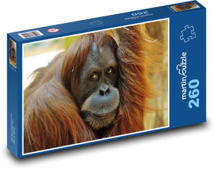 Der weise Blick eines Orangutans - Puzzle - 260 Teile
