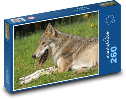A wolf resting on a meadow - Puzzle 260 pieces, size 41x28.7 cm 