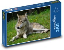 Vlk ležící v trávě Puzzle 260 dílků - 41 x 28,7 cm