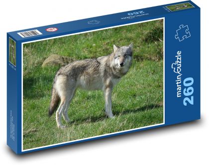 Portret wilka na polanie - Puzzle 260 elementów, rozmiar 41x28,7 cm
