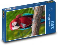 Papagáj Puzzle 260 dielikov - 41 x 28,7 cm