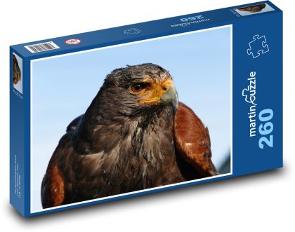 Golden eagle, portrait of a predator - Puzzle 260 pieces, size 41x28.7 cm 