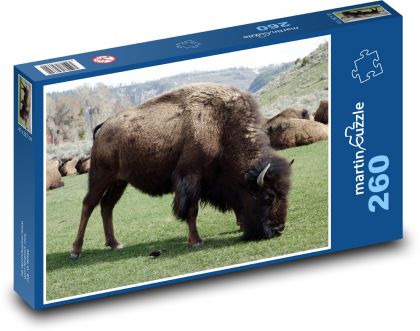 Bizón v prírodnej rezervácii v Amerike - Puzzle 260 dielikov, rozmer 41x28,7 cm
