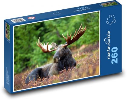 Los ležící na pasece v trávě - puzzle 260 dílků