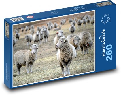 Stádo ovcí na pastvě - puzzle 260 dílků