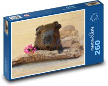 Morče s květinou Puzzle 260 dílků - 41 x 28,7 cm