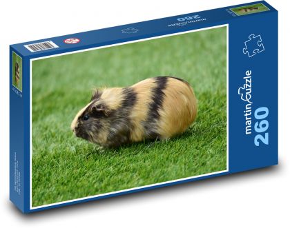 Świnka morska w paski - Puzzle 260 elementów, rozmiar 41x28,7 cm