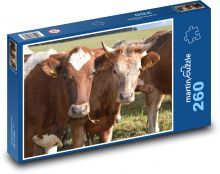 Hnědé krávy na pastvě Puzzle 260 dílků - 41 x 28,7 cm
