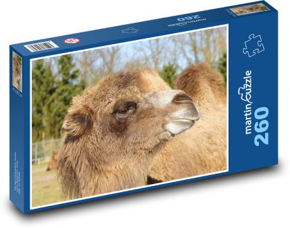 A camel at the zoo - Puzzle 260 pieces, size 41x28.7 cm 