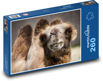 Camel - Puzzle 260 pieces, size 41x28.7 cm 