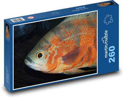 Ryba akwariowa - ryba ząbkowana - Puzzle 260 elementów, rozmiar 41x28,7 cm