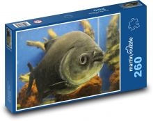 Piraňa v akváriu Puzzle 260 - 41x28,7 cm