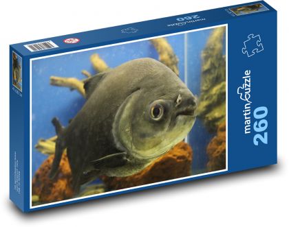 Fish - Puzzle 260 pieces, size 41x28.7 cm 