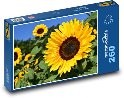 Pole slunečnic - puzzle 260 dílků