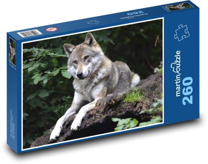Auf einem Felsen liegender grauer Wolf - Puzzle - 260 Teile