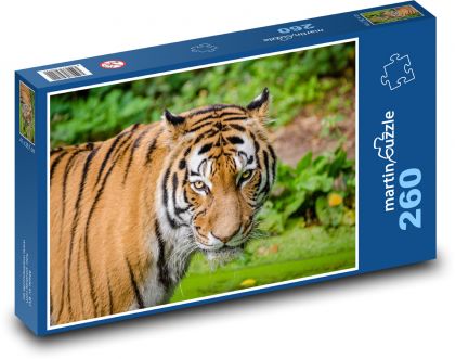 Tygr - zvíře - Puzzle 260 dílků, rozměr 41x28,7 cm