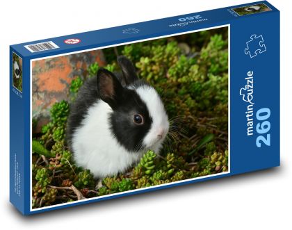 Czarno-biały królik, karłowaty - Puzzle 260 elementów, rozmiar 41x28,7 cm