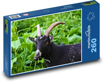 Černá koza s velkými rohy - puzzle 260 dílků