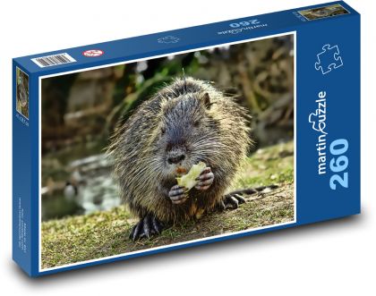 Nutria počas kŕmenia - Puzzle 260 dielikov, rozmer 41x28,7 cm