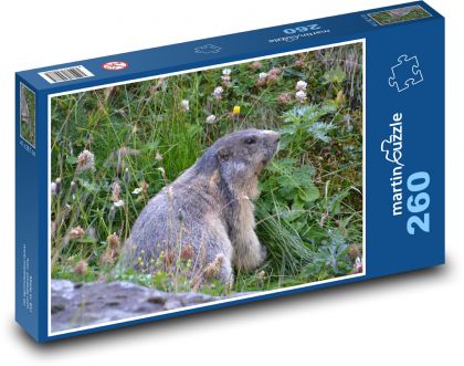 Rakúsko - Alpy, svišť - Puzzle 260 dielikov, rozmer 41x28,7 cm