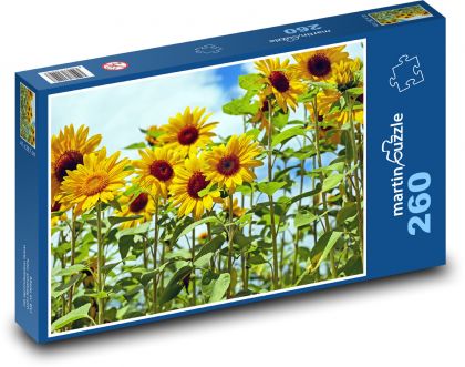 Sunflower field - Puzzle 260 pieces, size 41x28.7 cm 