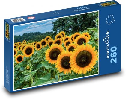 Sunflower field - Puzzle 260 pieces, size 41x28.7 cm 