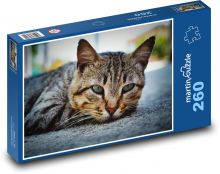 Kočka domácí Puzzle 260 dílků - 41 x 28,7 cm