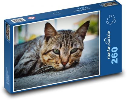 Kot domowy - Puzzle 260 elementów, rozmiar 41x28,7 cm