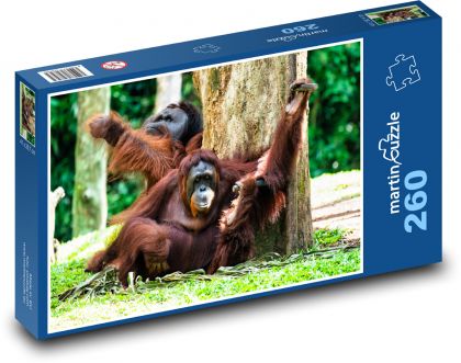 Orang-Utan - Puzzle 260 pieces, size 41x28.7 cm 