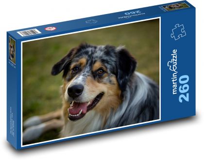 Dog - Australian Shepherd - Puzzle 260 pieces, size 41x28.7 cm 