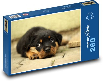 Rottweiler - szczeniak - Puzzle 260 elementów, rozmiar 41x28,7 cm