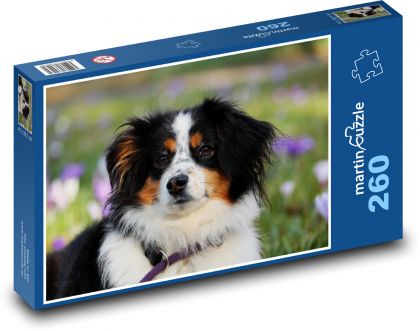 Australischer Schäferhund - Puzzle - 260 Teile