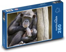 Šimpanz, opice Puzzle 260 - 41x28,7 cm