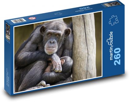 Schimpanse, Affe - Puzzle - 260 Teile