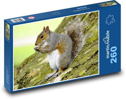 Veverička šedá - Puzzle 260 dielikov, rozmer 41x28,7 cm