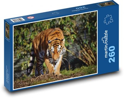 Tiger, große Katze - Puzzle - 260 Teile
